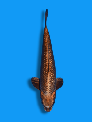 Ginrin Hikari Kawari | Koi&Co.